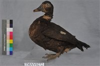疣鼻栖鴨藏品圖，第3張